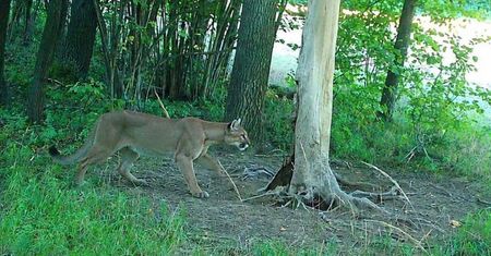 Puma na Dolnym Śląsku. Zamkną las? Nadleśniczy zdecydował
