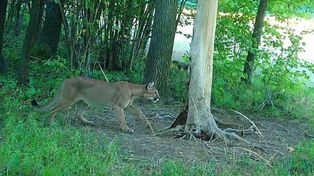 Puma na Dolnym Śląsku. Zamkną las? Nadleśniczy zdecydował