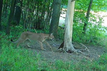 Puma na Dolnym Śląsku. Zamkną las? Nadleśniczy zdecydował