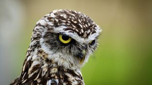 Kowalewo: Rzeźba sowy jako symbol mądrości i nauki na 50-lecie SP