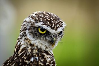 Kowalewo: Rzeźba sowy jako symbol mądrości i nauki na 50-lecie SP