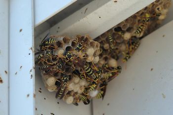 Połóż w kącie balkonu. Osy będą omijać go szerokim łukiem