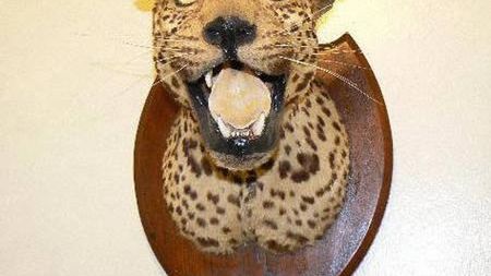 Najdziwniejsze i najśmieszniejsze wypchane zwierzaki 1