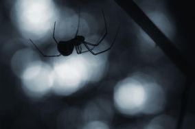 Niebezpieczne ukąszenie pająka. Kobieta cudem uniknęła śmierci