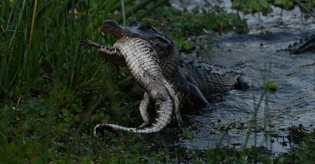 Aligator kanibal na zdjęciach. Taka sytuacja nie zdarza się często