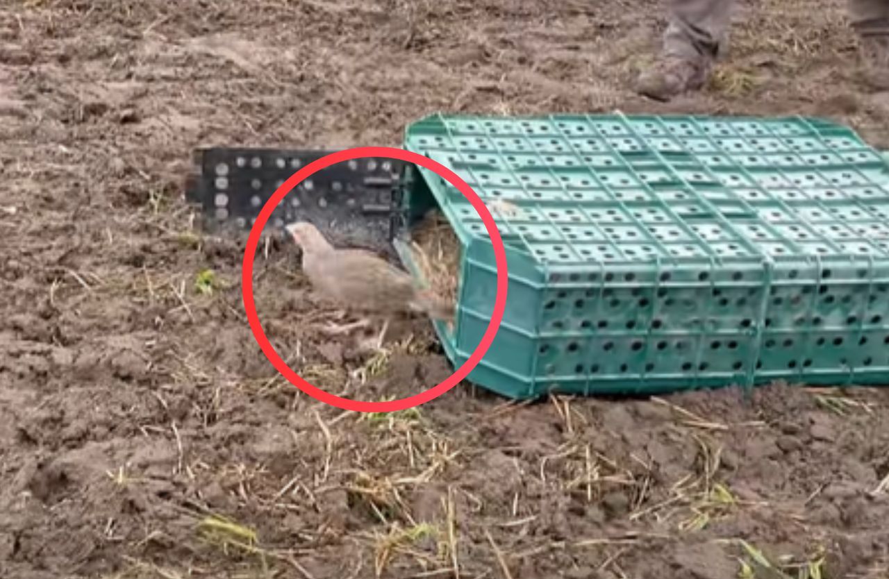 Akcja leśników z Włoszakowic. "Kuropatwy znów ruszają w świat"