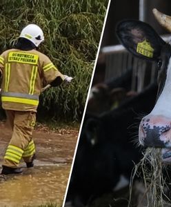Nawałnice nad Polską. Od uderzenia pioruna padły krowy