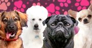 Świętuj Dzień Kundelka razem z Pudelkiem i sprawdź, którym psiakiem jesteś (PSYCHOTEST)
