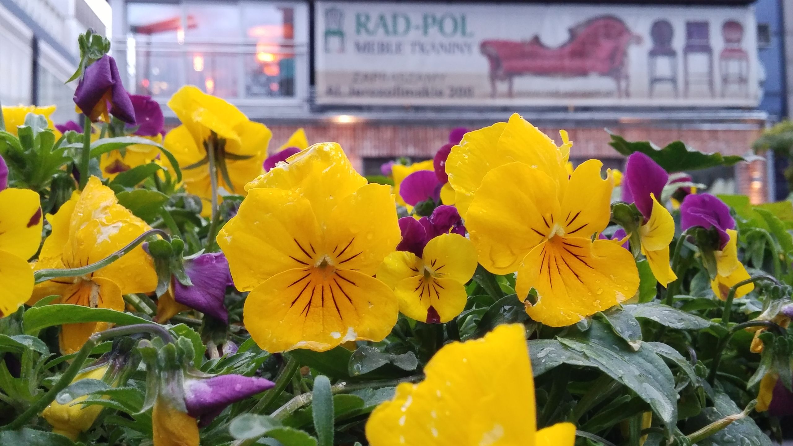 Huawei P8 vs LG G Flex2 vs LG G4 - który robi najlepsze zdjęcia? 8