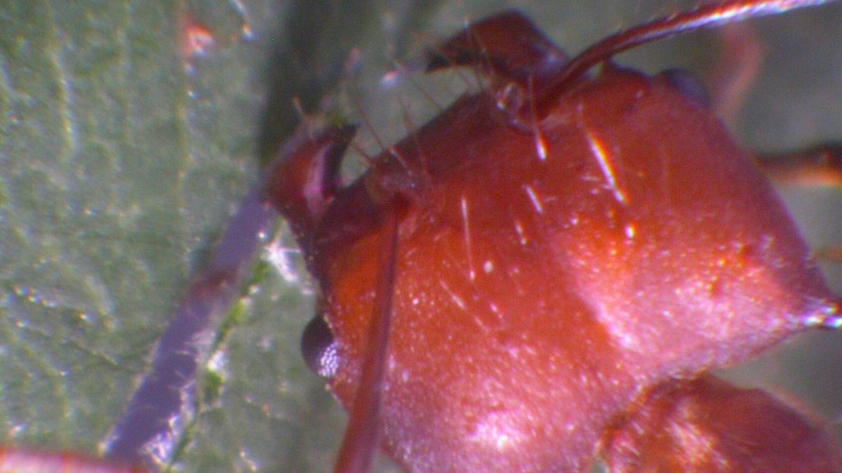 Wiadomo już, w jaki sposób mrówki ostrzą zęby