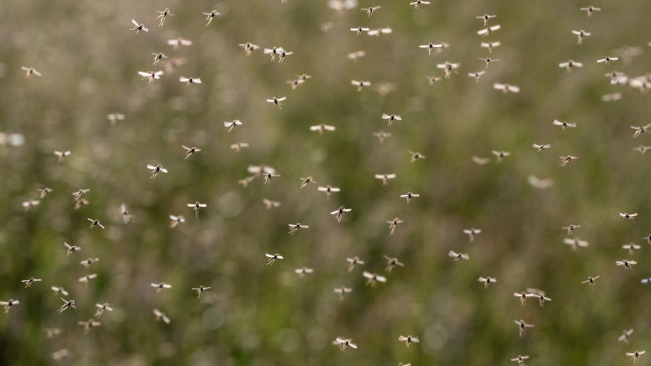 A swarm of flying mosquitoes against green background.
17. Animal kingdom, NATURE IN STOCK KEYWORDS, africa, annoy, annoying, arbovirus, asia, backpack, backpacking, bite, blood, chikungunya, culicidae, deet, dengue, disease, fever, filariasis, flies, fly, group, harm, harmful, health, ill, illness, infect, infection, infections, insect, insecticides, irritate, irritating, irritation, itch, itching, malaria, midge, midges, mosquito, mosquitoes, nature, nuisance, parasite, parasites, pest, pond, proboscis, repel, repellent, resistance, sting, swarm, the netherlands, threat, transmit, travel, tropics, virus, west nile, wing, wings, mosquitoes, swarm, mosquito, midges, flies, fly, malaria, midge, swarming, insects, travel, arbovirus, bite, blood, deet, culicidae, dengue, disease, fever, filariasis, group, harm, harmful, infection, infections, nature, nuisance, parasite, parasites, pest, repellent, many, natural, precautions