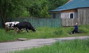 Krowi bunt w Rosji. Poważny problem dla Putina