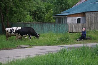 Krowi bunt w Rosji. Poważny problem dla Putina