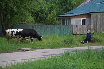 Krowi bunt w Rosji. Poważny problem dla Putina