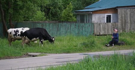 Krowi bunt w Rosji. Poważny problem dla Putina