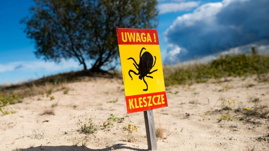kleszcze