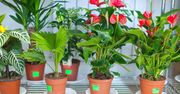 Trucizna na parapecie. Bardzo niebezpieczna popularna roślina doniczkowa