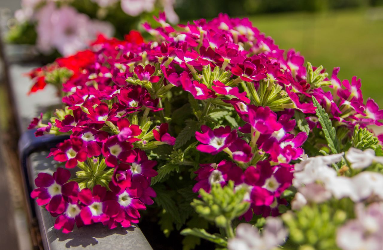 Biją na głowę pelargonie. Każdy zwróci uwagę na twój balkon