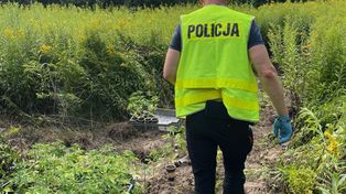 Dębno: 30-latek zaskoczony na plantacji konopi. Blisko 300 roślin ukrył na nieużytkach rolnych