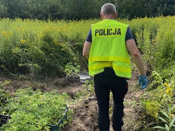 Dębno: 30-latek zaskoczony na plantacji konopi. Blisko 300 roślin ukrył na nieużytkach rolnych