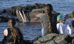 Smutna historia morsa z Mielna. Zwierzę miało trafić do szpitala w Finlandii