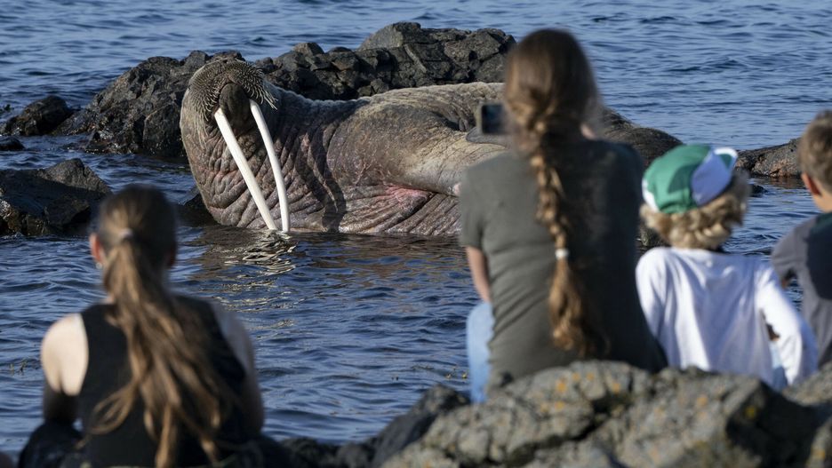 Mors wyleguje się przy plaży.
