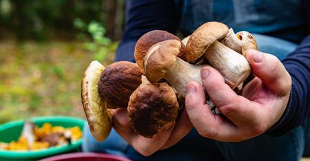 Dziadek zawsze zbierał kosz pełen grzybów. Dzięki 1 prostej zasadzie