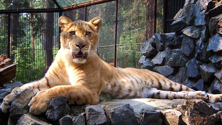 Legrysica Zyta z ogrodu zoologicznego w Nowosybirsku 