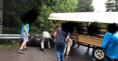 Wypadek w Tatrach. Koń trafił do rzeźni, woźnica do szpitala