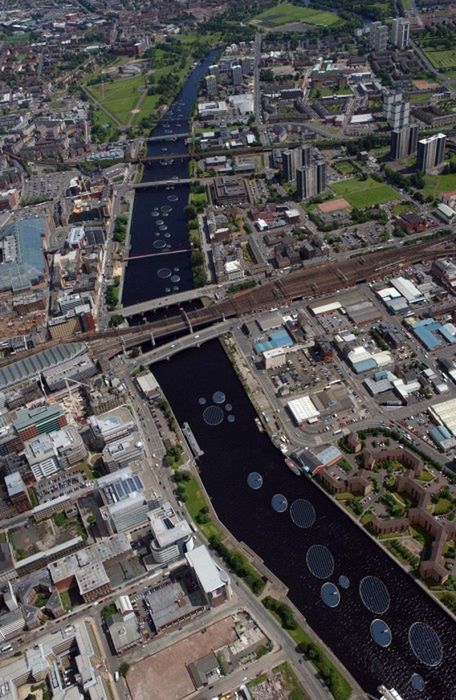 Słoneczne lilie wodne na rzece Clyde w Glasgow 2