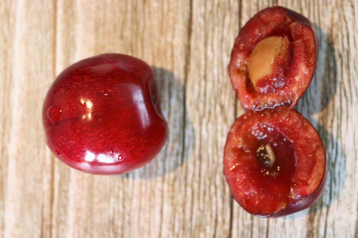 How to recognise wormy cherries? It’s very simple.