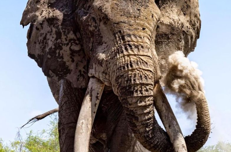 Na Ziemi zostało ich tylko 20. Zdjęcia gigantycznego słonia obiegły świat