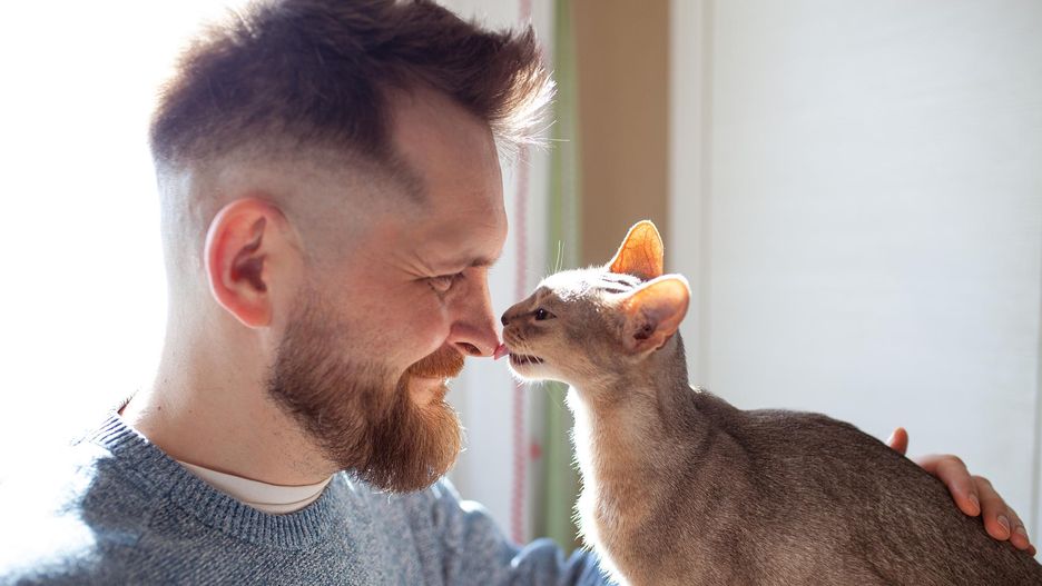 Żeby kot zaczął traktować Cię jak bliską osobę, musisz spędzać z nim czas i dać się poznać