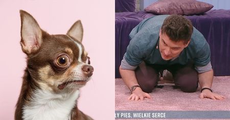 Wpadka w "Pytaniu na Śniadanie". Pies zrobił KUPĘ przed Tomaszem Kammelem. Potem ją zjadł...