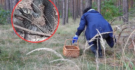 Poszedł na grzyby. Chwycił za telefon. Spójrzcie, co było w trawie