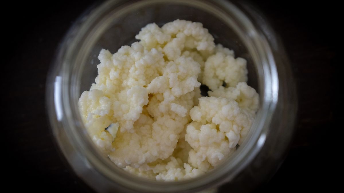 Raw fresh milk kefir grains in the bottle jar.
Raw fresh milk kefir grains in the bottle jar. Slovakia
Valeria Vechterova
grain, grains, raw, fresh, white, lactose, products, object, nutrition, anthotiro, health, bacteria, product, delicious, home made, dairy, healthy, cream, home, natural, probiotics, tasty, yoghurt, fermented, dessert