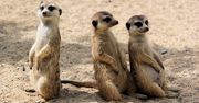 Warszawa: Zoo ma nowych mieszkańców. W ogrodzie urodziło się aż sześć malutkich surykatek