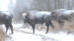 Oko w oko z żubrami. Świąteczne spotkanie ze stadami na Podlasiu i w Bieszczadach