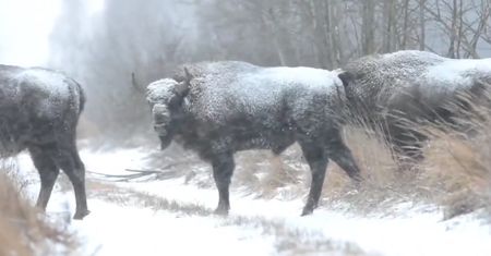 Oko w oko z żubrami. Świąteczne spotkanie ze stadami na Podlasiu i w Bieszczadach