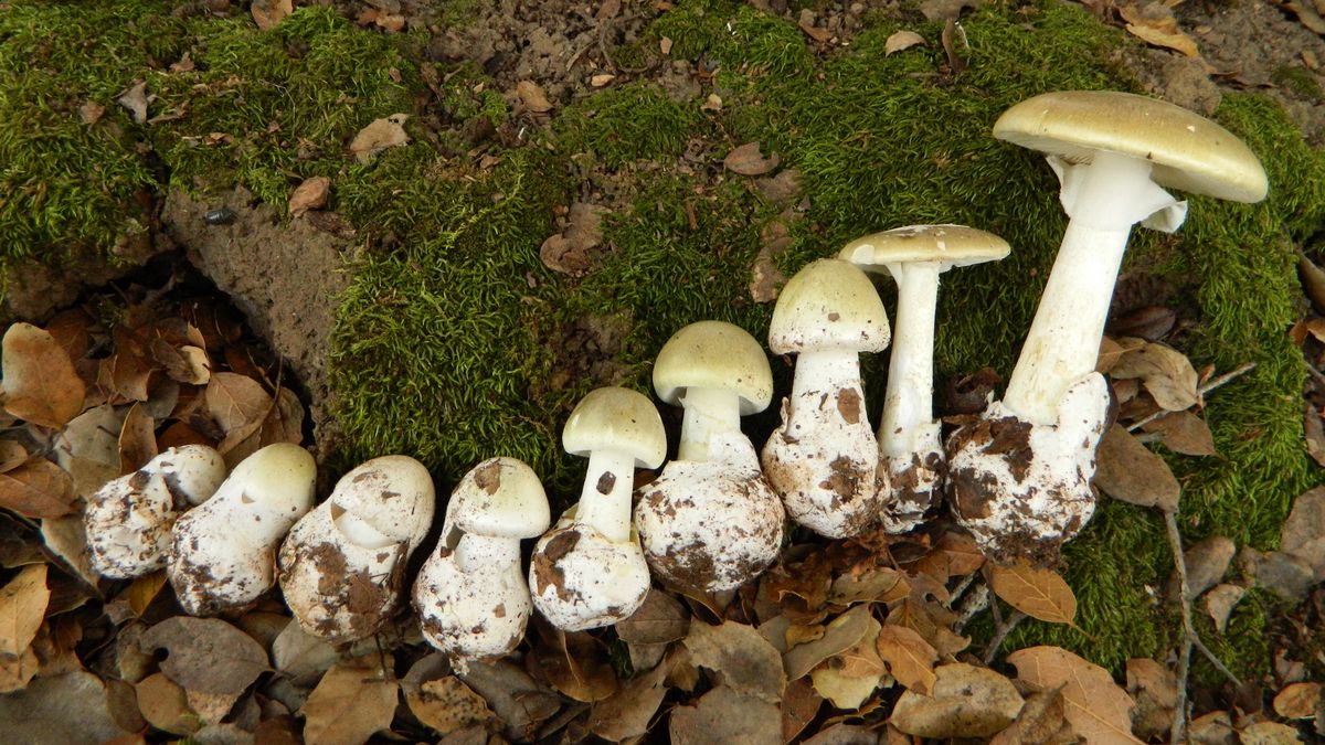 Muchomor zielonawy (sromotnikowy) 