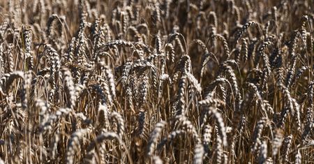 Ceny produktów rolnych nieco hamują. Są najnowsze dane
