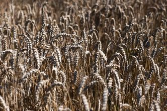 Ceny produktów rolnych nieco hamują. Są najnowsze dane
