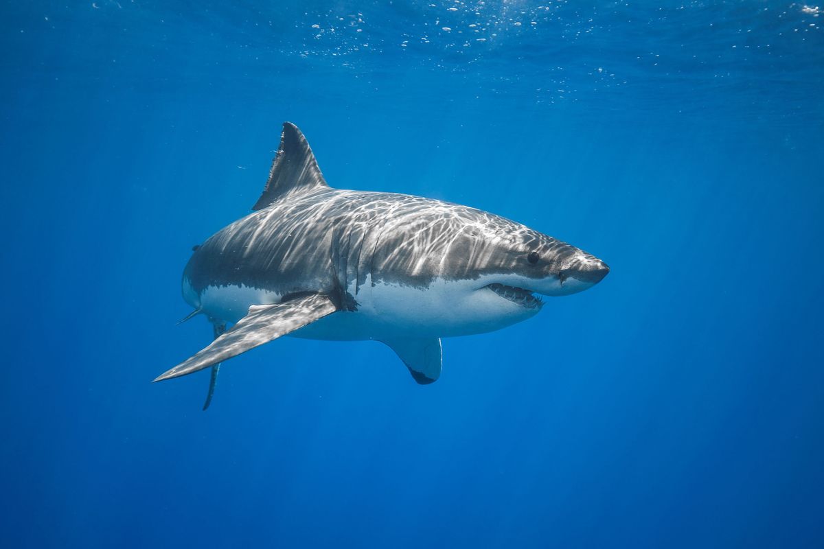 Ataki rekinów są częstym zjawiskiem u wybrzeży Australii 