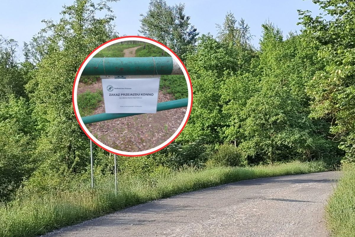 Tajemnicza kartka w lesie. Pilne oświadczenie leśników