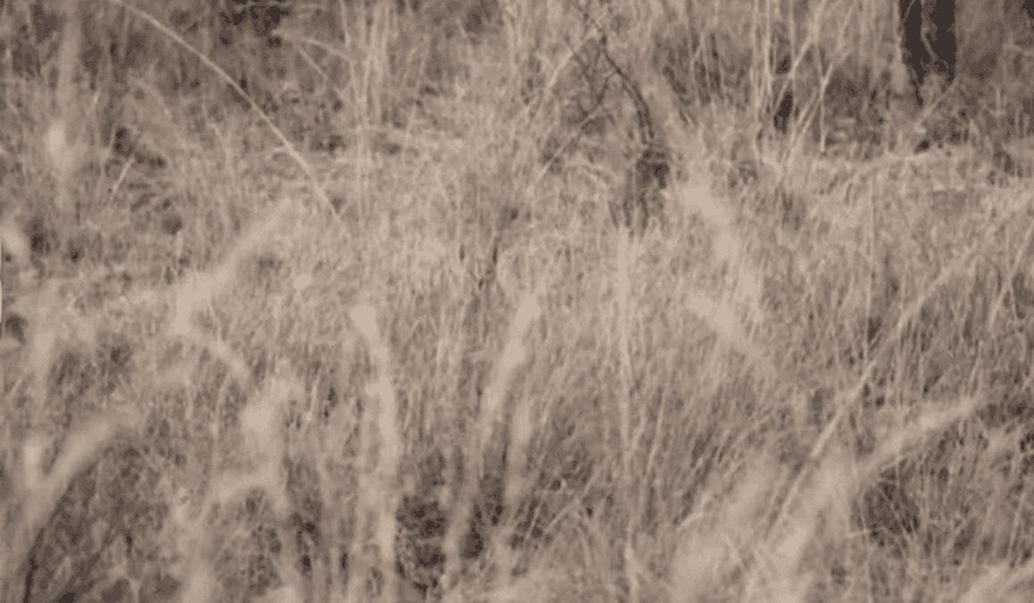 Znajdziesz zwierzę na zdjęciu? Tylko 1 proc. ludzi potrafi rozwiazać zagadkę w mniej niż 10 sekund