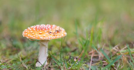 Nawet 1000 zł za kilogram. Sanepid walczy z handlem muchomorami
