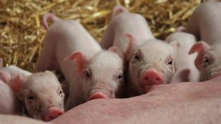Rynek świń odbija po spadkach. Ceny tuczników powoli pną się w górę