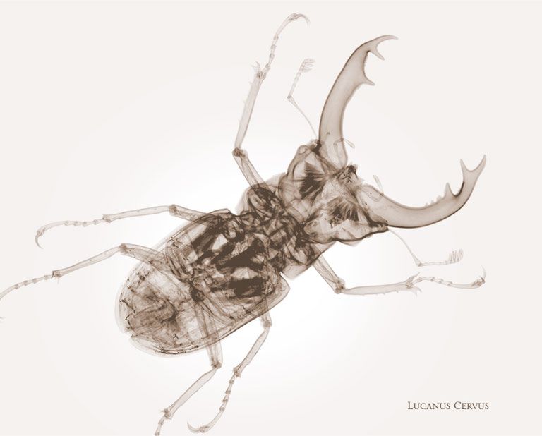 Nick Veasey - mistrz aparatu...rentgenowskiego 8