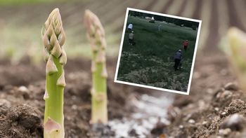Uprawiają je na słabych glebach. Wyciągają z hektara nawet 50 tys. zł