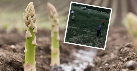 Wyciągają 50 tys. zł zysku z hektara. Nie zważają na słabe gleby